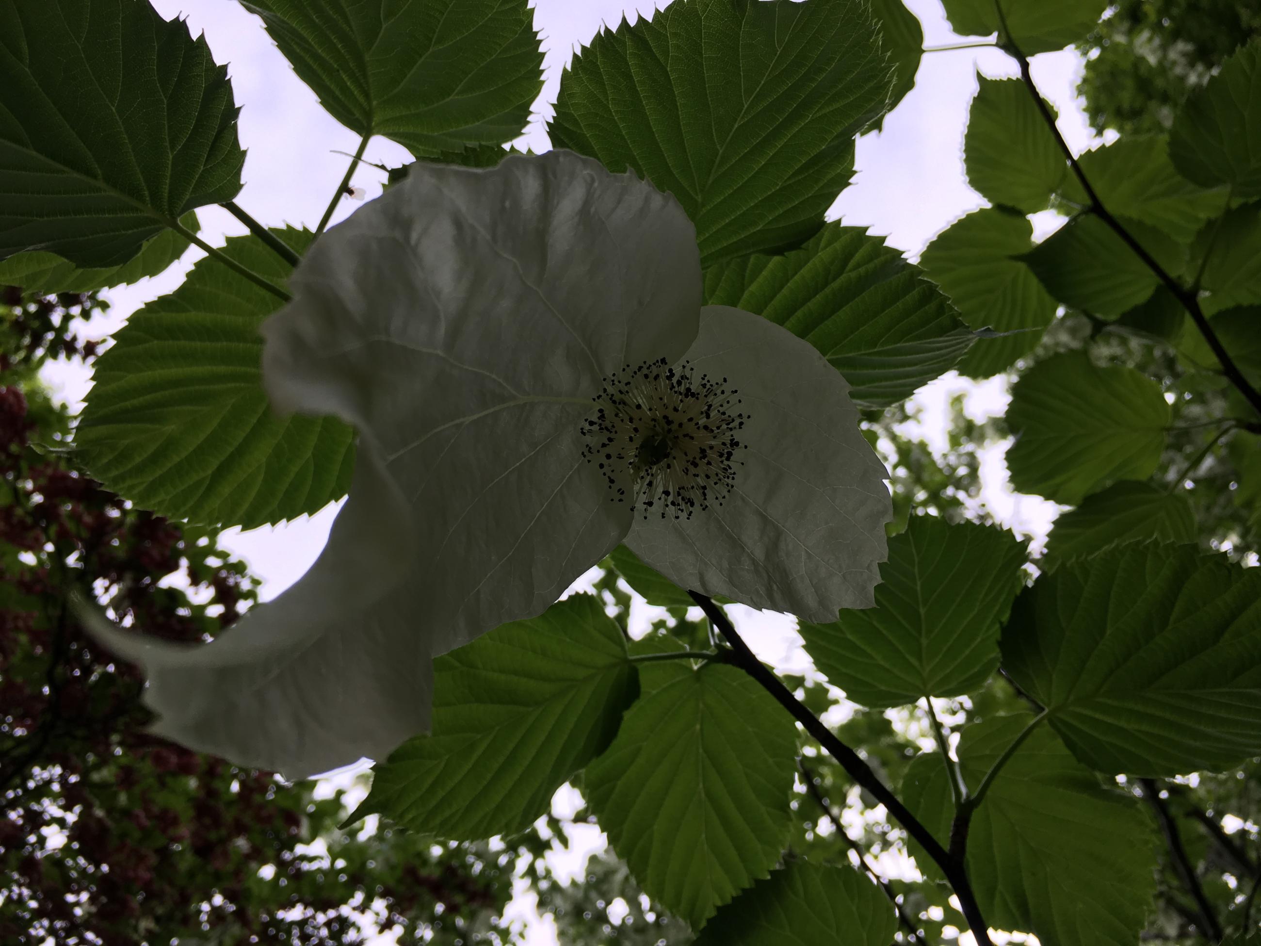 Näsduksträdets blomma och blad
