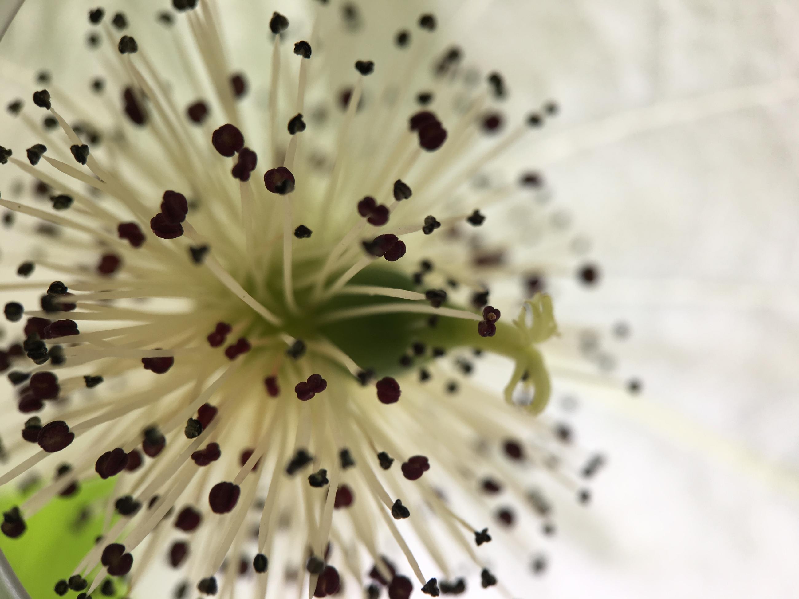 Närbild näsduksträdets blomma