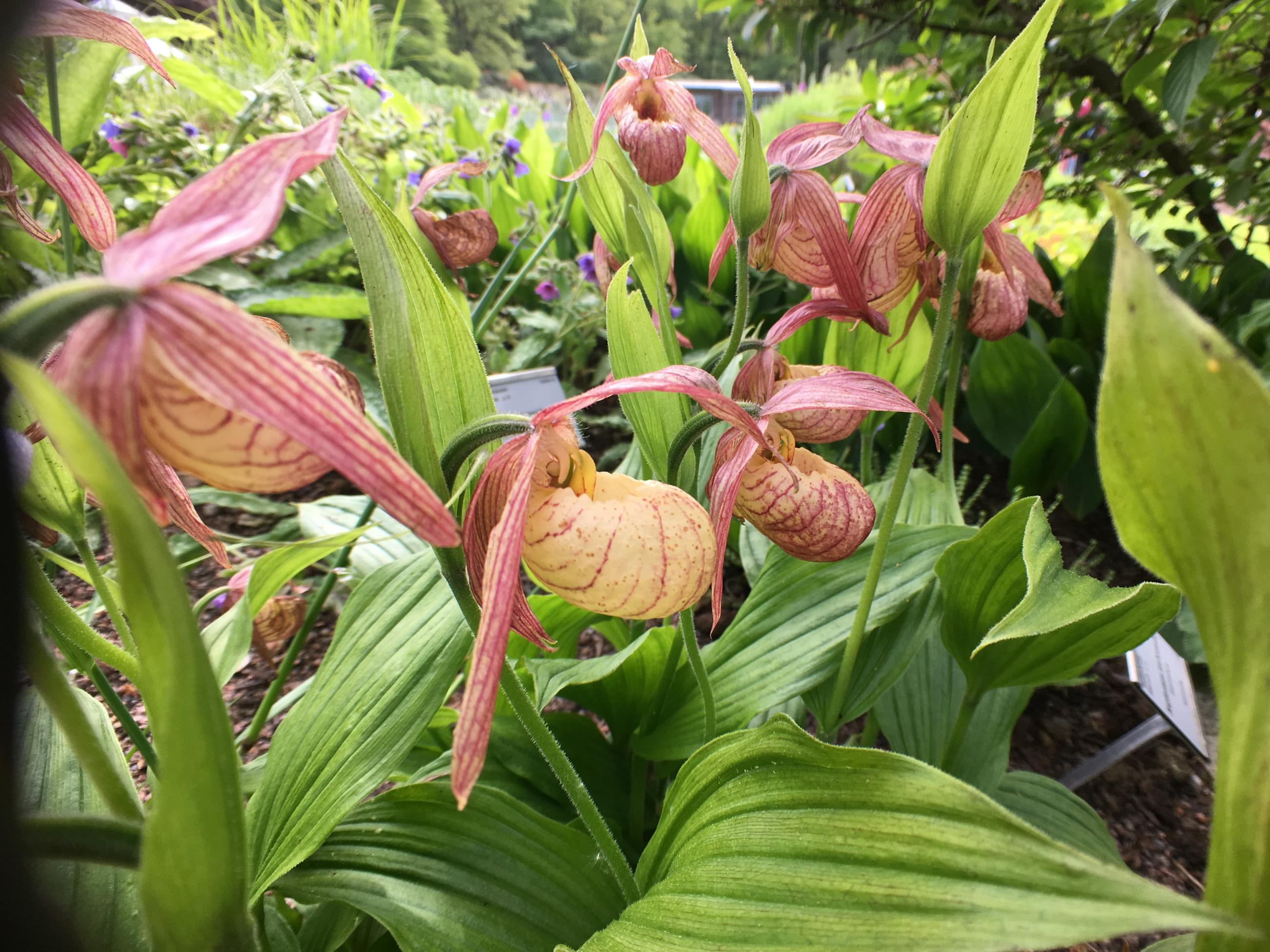 Orkidé Botaniska