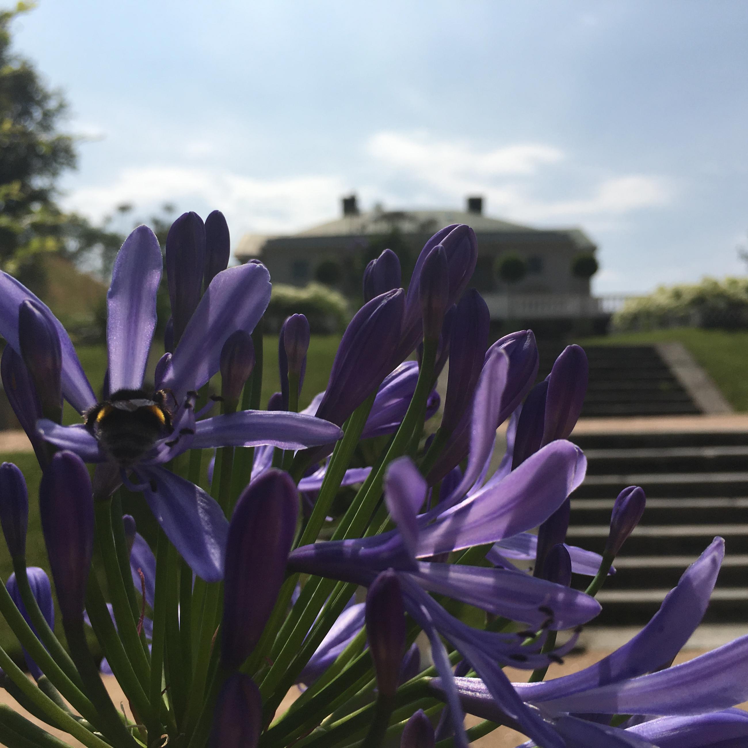 Afrikas Blå lilja på Gunnebo Slott och Trädgårdar
