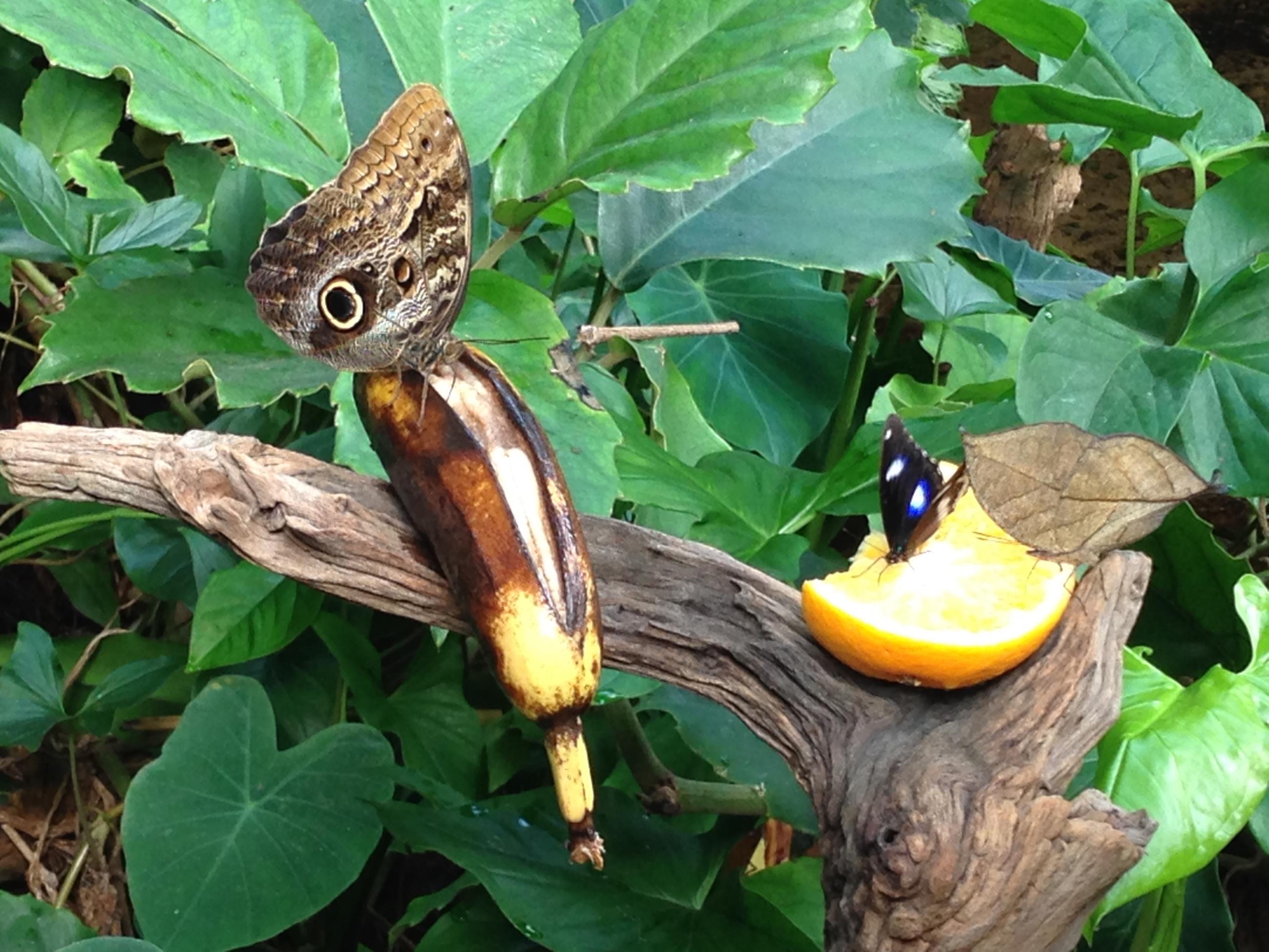 Fruktbord och fjärilar