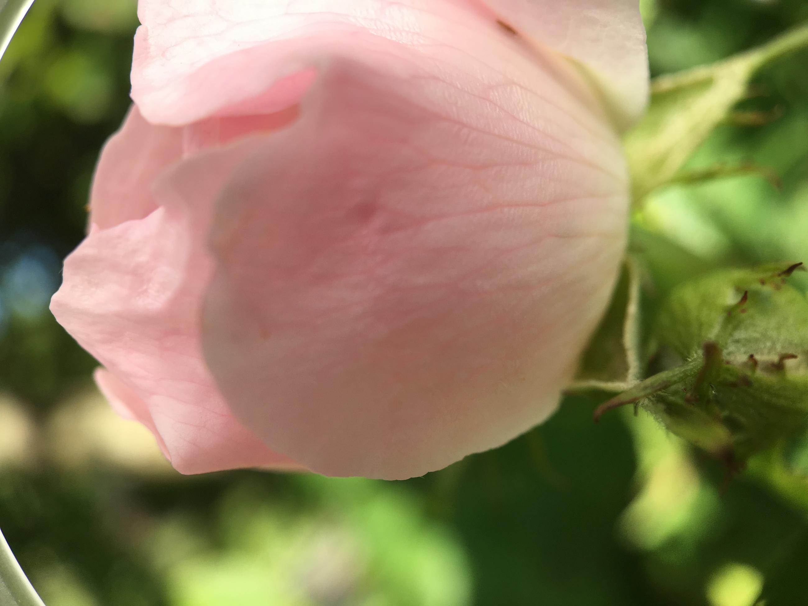 Rosa ros i koloniträdgården